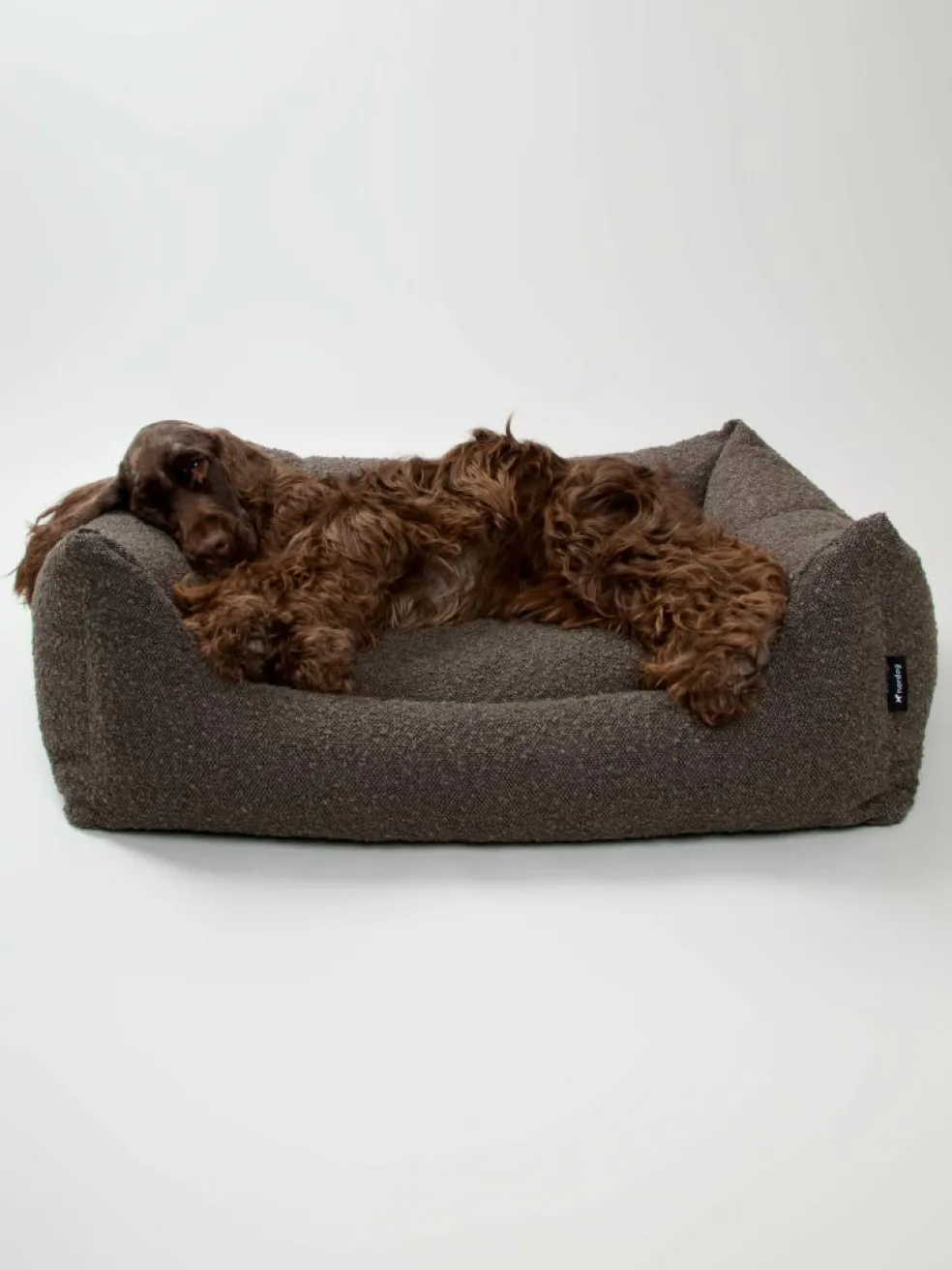 Billy Bouclé Hundeseng
