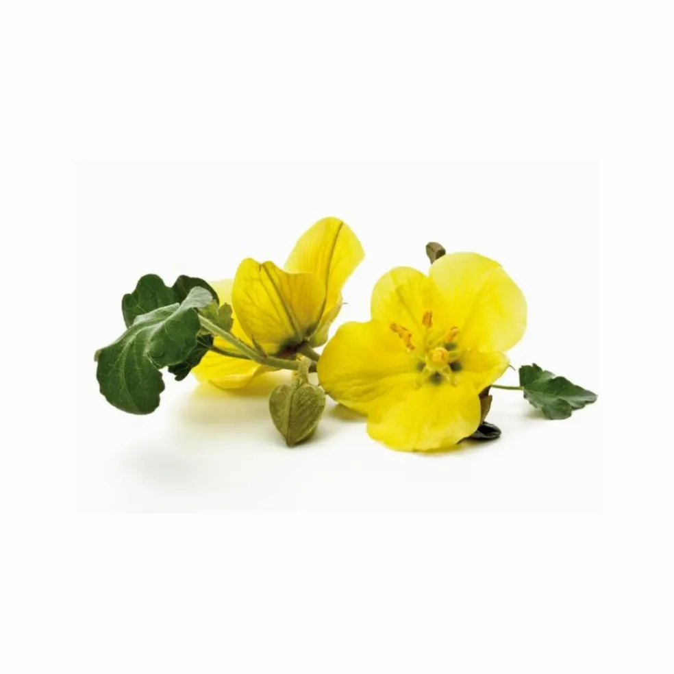 Cajeput Pure Balance Conditioner