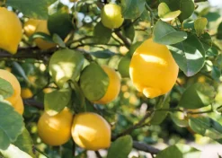 Citron Olie Økologisk