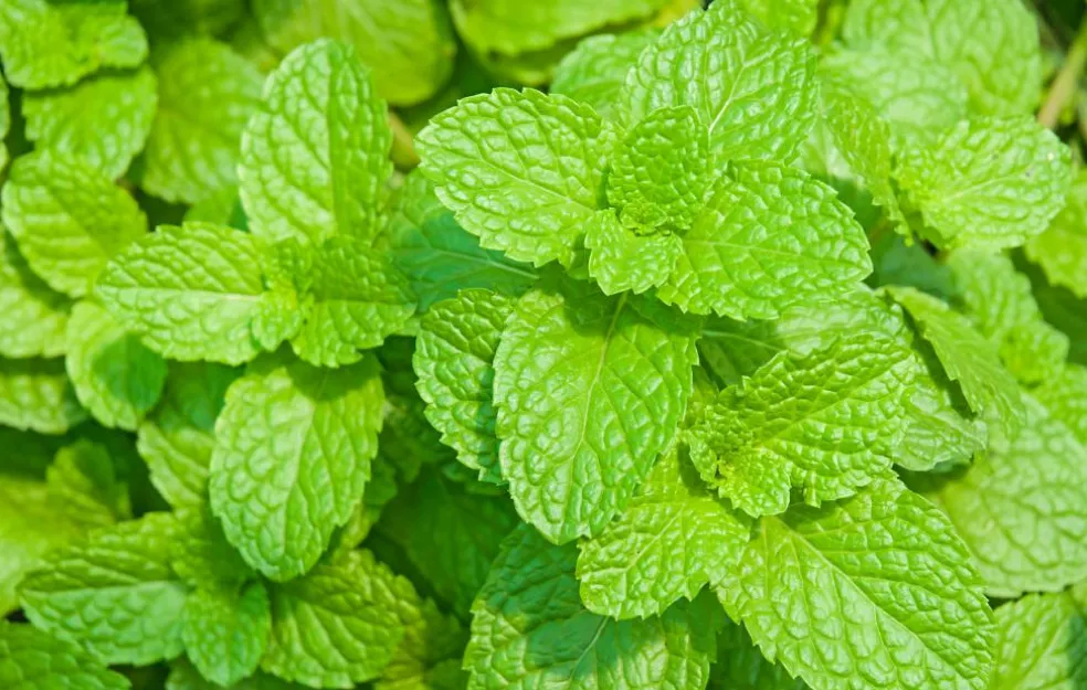 Citronmelisse Olie 10% Økologisk