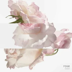 Eau de Pamplemousse Rose Eau de Cologne