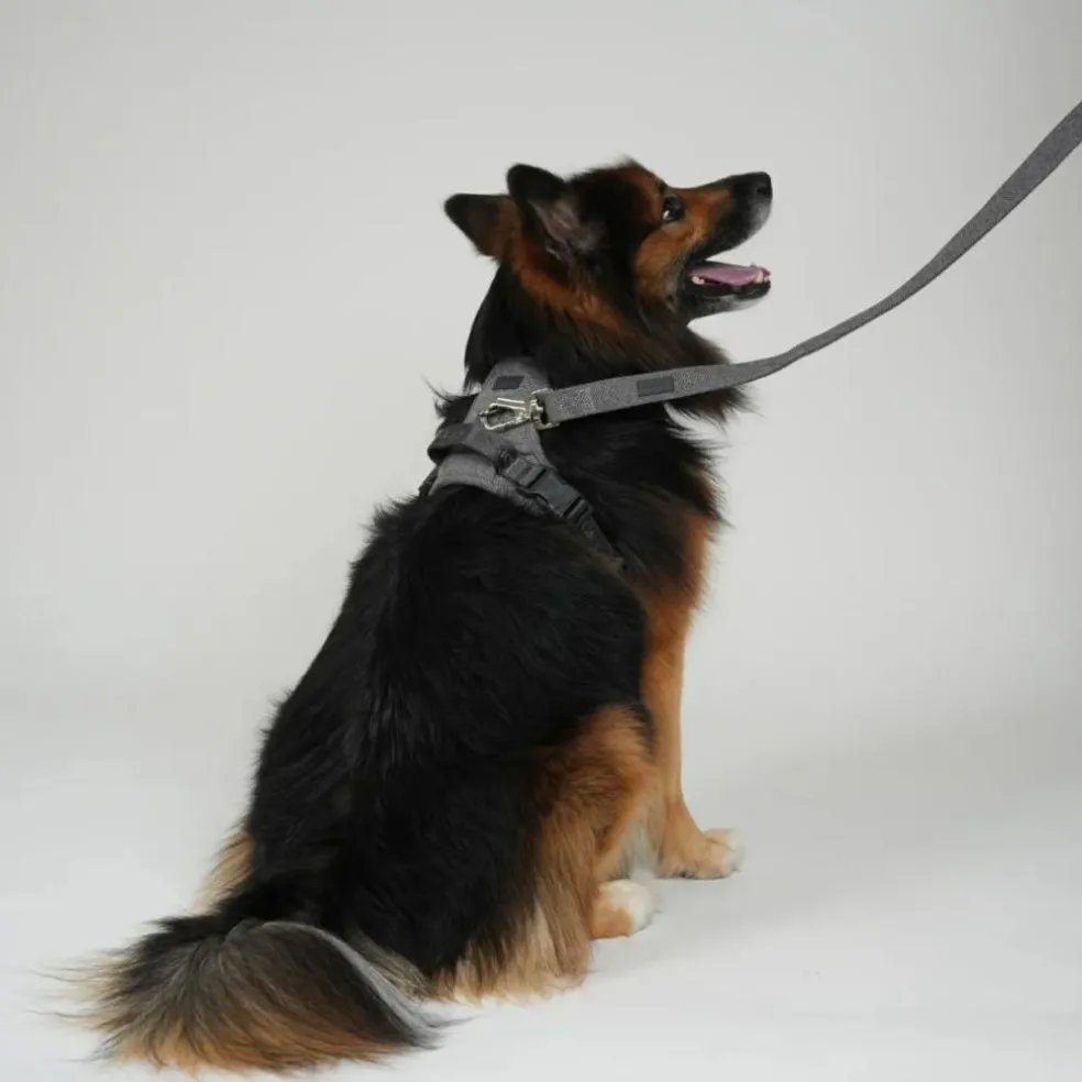 Elma Leash