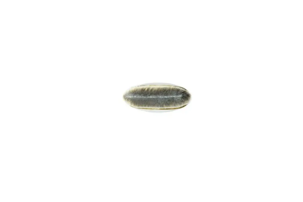 Foundation Brush