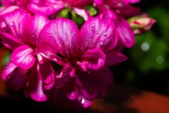 Geranium Olie Økologisk