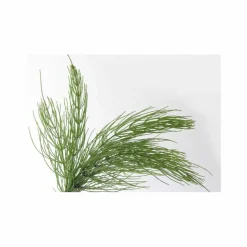 Herbal Tonic
