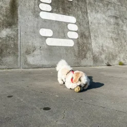 Hunde Aktivitets Bold