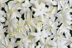 Jasmin Olie 4% Økologisk