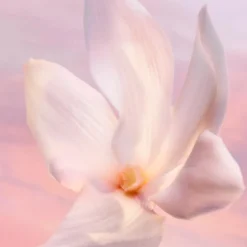 La Vie Est Belle Vanille Nude Eau de Parfum