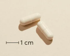 Mælkesyrebakterier