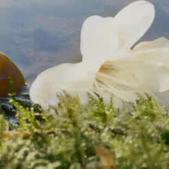 Nomade Eau de Parfum for Women