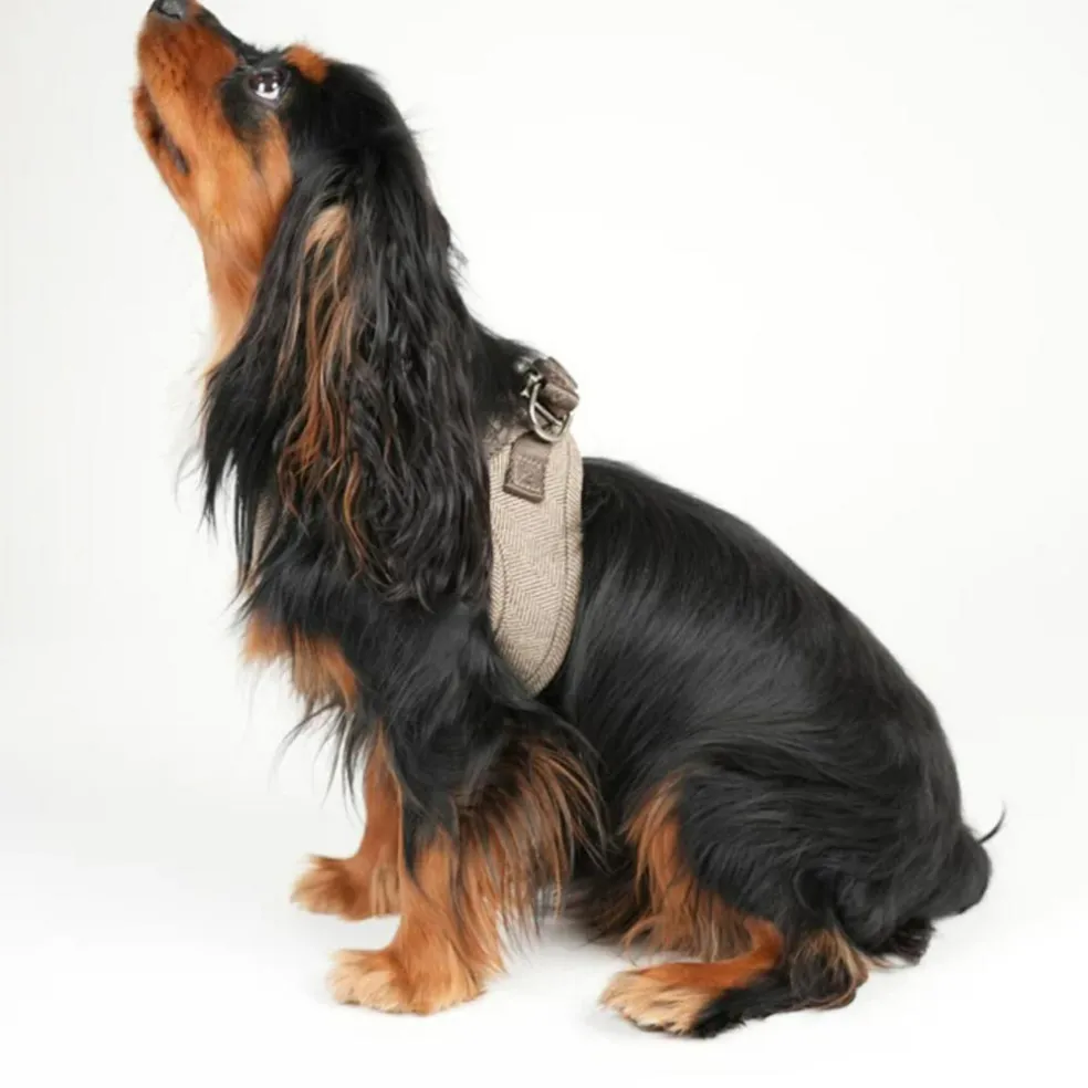 Saga Step-in Harness