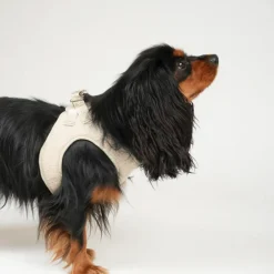 Teddy Step-in Harness