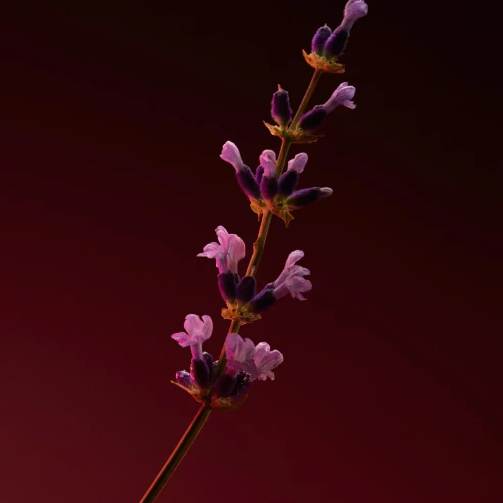 The Scent Elixir