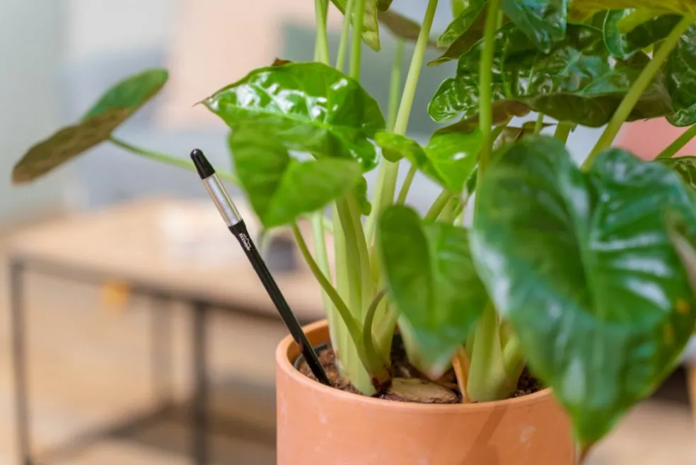 Vandmåler til Planter